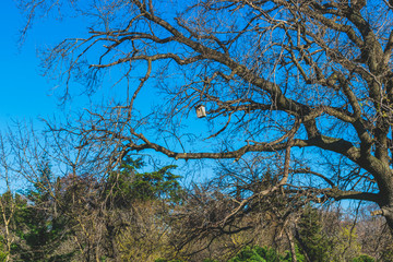 Fototapeta premium Trees with colorful bird house