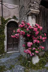 rose Tivoli