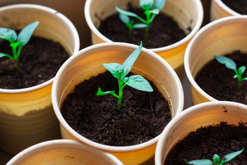 Green sprouts in an organic cup concept spring seedling