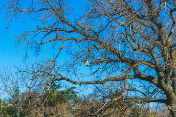 Trees with colorful bird house