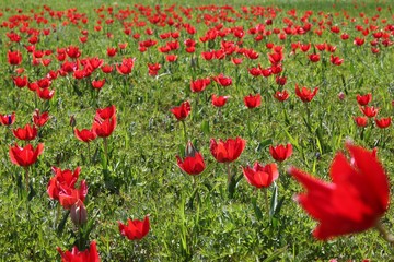 close up of red poppy flowers in a field .oltu/erzurum/turkey