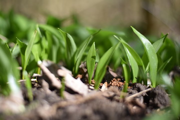 Bärlauch (Allium ursinum) im Wald
