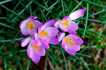 Purple crocuses in spring bloom among the grass