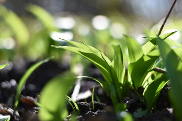 Bärlauch (Allium ursinum) im Wald