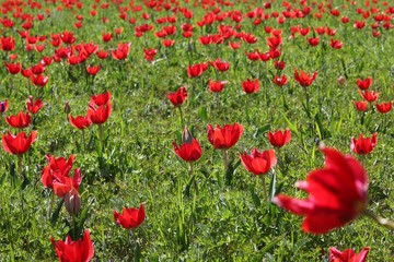 close up of red poppy flowers in a field .oltu/erzurum/turkey