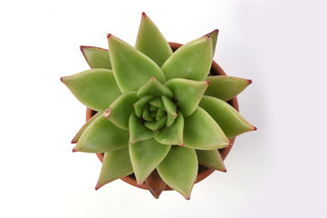 Potted cactus isolated on white background