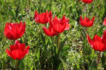 close up of red poppy flowers in a field .oltu/erzurum/turkey