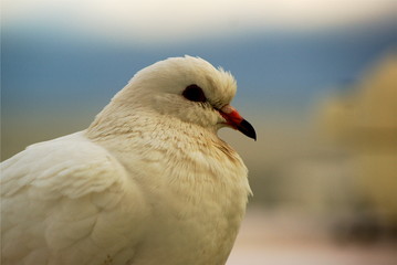 the white dove