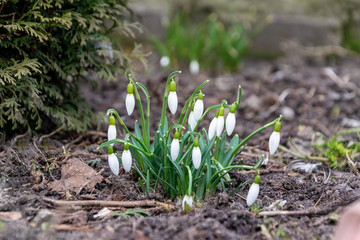 Little spring white flowers snowdrops