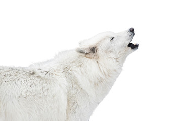 White wolf cries, isolated on white background