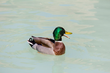 A mallard duck (Anas platyrhynchos) swimming in a lake