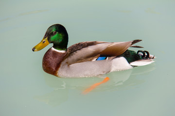 A mallard duck (Anas platyrhynchos) swimming in a lake