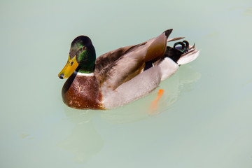 A mallard duck (Anas platyrhynchos) swimming in a lake