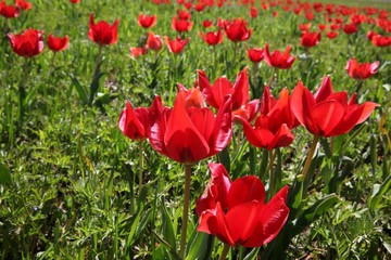 close up of red poppy flowers in a field .oltu/erzurum/turkey