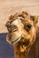 Front portrait of a brown dromedary, Camelus dromedarius
