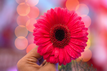 man holding a flower in bokeh background shows the symbol of love