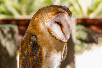 Barn owl (tyto alba) perching in a trunk