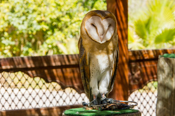 Captive barn owl (tyto alba) perching in a trunk