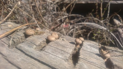 Mushrooms