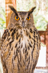 Great horned owl, Bubo virginianus, perched in a trunk