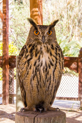 Captive horned owl, Bubo virginianus, perched in a trunk