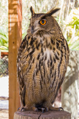 Captive horned owl, Bubo virginianus, perched in a trunk