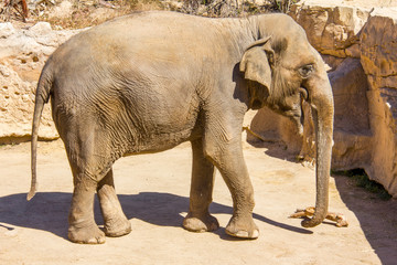 A big asian elephant, standing on a park