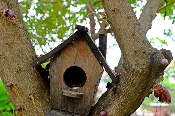 A little bird hut on branches of a tree having a small blue bird egg laying in it.