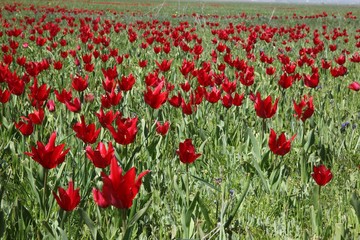 close up of red poppy flowers in a field .oltu/erzurum/turkey