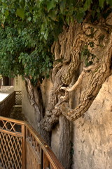 old ivy in the Park