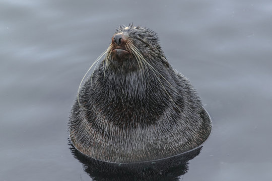 Northern fur seal (Callorhinus ursinus), very relaxed in the water, like in a spa