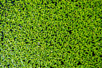 Duckweed  Natural Green Duckweed on The water for background or texture.