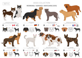 Working, service and watching dogs collection isolated on white. Flat style. Different color and country of origin