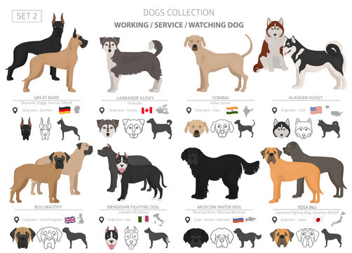 Working, service and watching dogs collection isolated on white. Flat style. Different color and country of origin