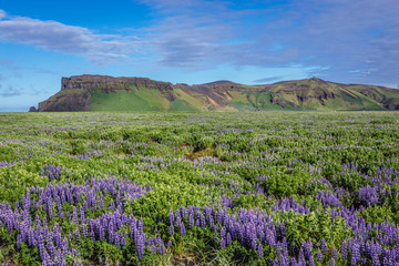 Fototapeta na wymiar Mount Hjorleifshofdi among fields of Nootka lupine in Iceland