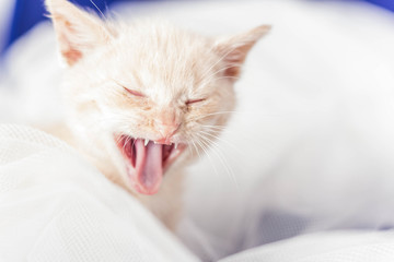 Little white kitten yawning among white fabrics