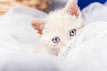 Gatito bebe mirando con sus ojos azules entre telas blancas