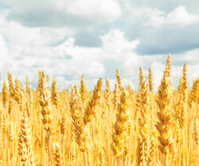 Fototapeta premium Field with yellow wheat and blue sky