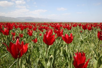 close up of red poppy flowers in a field .oltu/erzurum/turkey