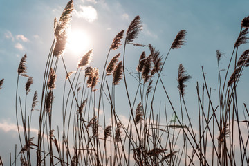 Reddish withered reeds against the turquoise spring sky and sun