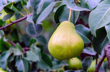 large green pear fruit on a tree with leaves