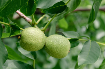 green walnut on the tree