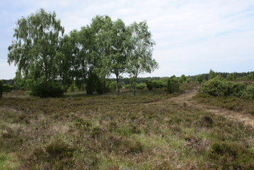 Obraz premium lüneburger heide