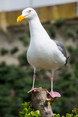 Gull in Alcatraz area standing on branches, spreading wings