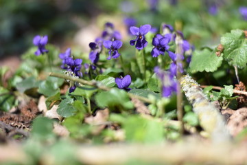Obraz premium Veilchen (Viola) im Wald