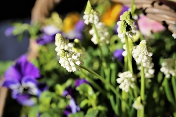 An Image of a garden and flower