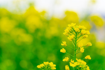 花物語（菜の花）