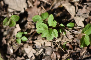 Gewöhnlicher Giersch (Aegopodium podagraria)