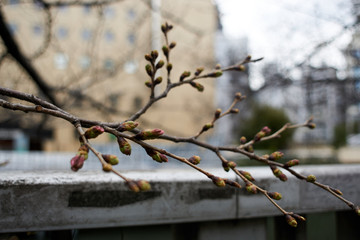 都会の桜・ビルを背景に