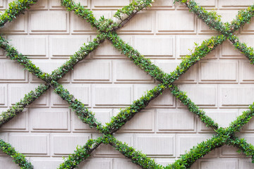 Wall decoration, plant wall crawler leaves in shape of trapezoid pattern